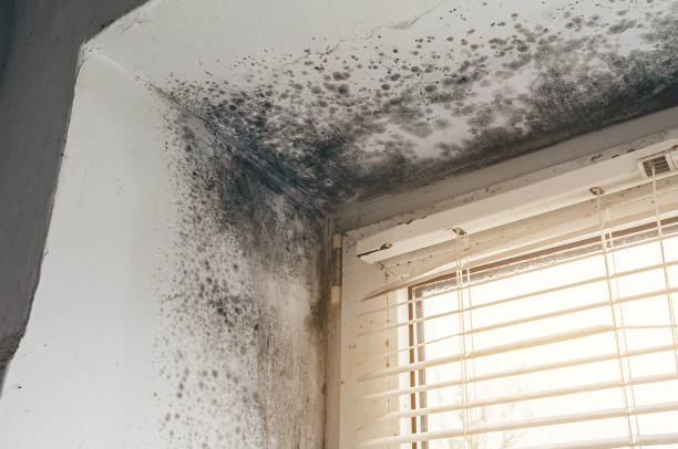 Affordable Hvac And Air Duct Mold Remediation solutions in Goldston, NC